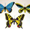 Fused Glass Butterflies: Based on actual butterflies; wingspan of each around 7".
1) Blue Swallowtail
2) Queen Alexandra's Birdwing
3) Old World Swallowtail
