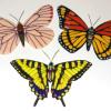 Fused Glass Butterflies: Based on actual butterflies; wingspan of each around 7".
1) Black-Veined White
2) The Viceroy
3) Tiger Swallowtail